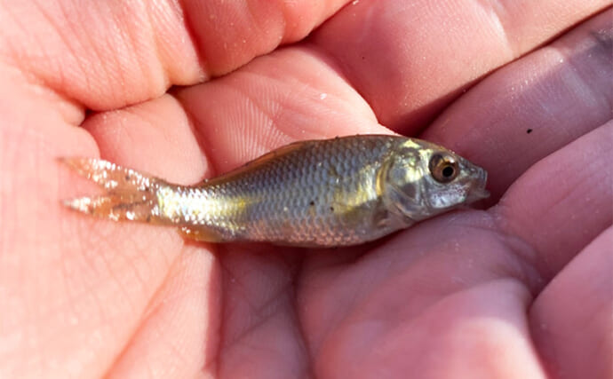 「シーズンはまだ先か？」淡水小物釣りでモロコにモツゴ【埼玉・岩槻】小型サイズばかり