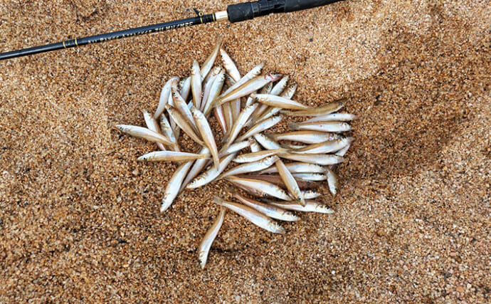 エギングタックル流用のちょい投げ釣りでシロギス60匹手中【京都】数は釣れたが型が伸びず