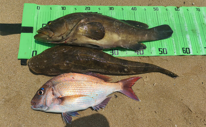 カヤックフィッシングで56cmクエをキャッチ！【北九州】根回りをブレードジグで狙い撃ち