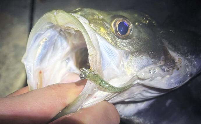 「釣り人なら常識？」湾奥に居着いているシーバス・チヌ・ボラを食べない理由