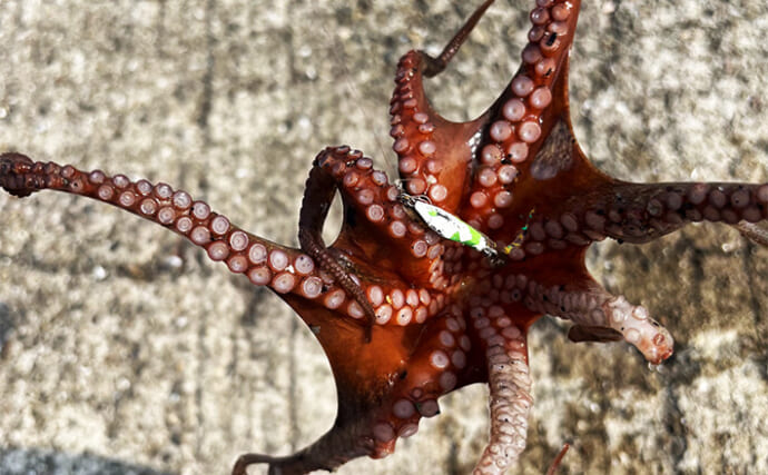 垂水漁港のライトルアー釣りで想定外のタコ登場【兵庫】マイクロメタルジグにヒット