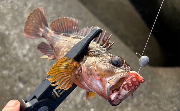 「タコの足とちくわを釣りエサにしてみた」深日港での穴釣りでカサゴにベラがヒット！【大阪】