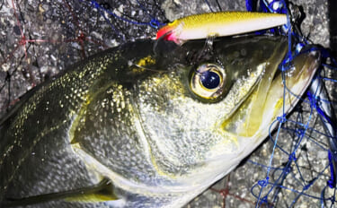 「逃した魚は大きい」は本当か？　魚との一期一会を大切に釣り切ろう