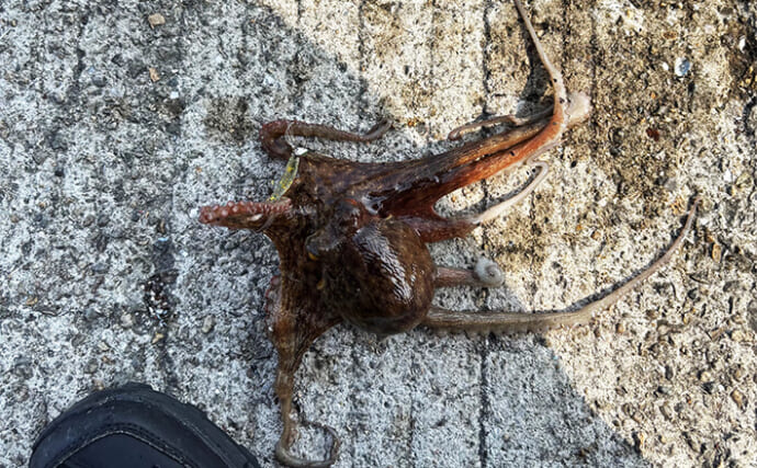 釣り人視点で見る【タコとイカの違い】　狙うレンジ（層）が最大の違いか