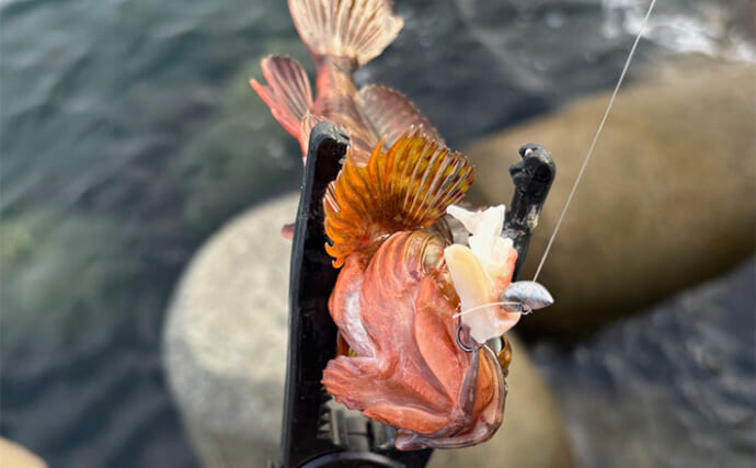 「よっちゃんイカで魚が釣れる！」 コンビニで買える穴釣りの代用エサを紹介