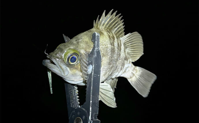 メバリングタックルでのライトルアー釣行でメバル・シーバス・キビレを手中【大阪・泉大津】