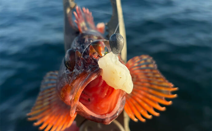 真夏の大阪湾沿岸で【釣れる魚と狙えるポイント】を紹介　湾奥は居着きのチヌを狙おう