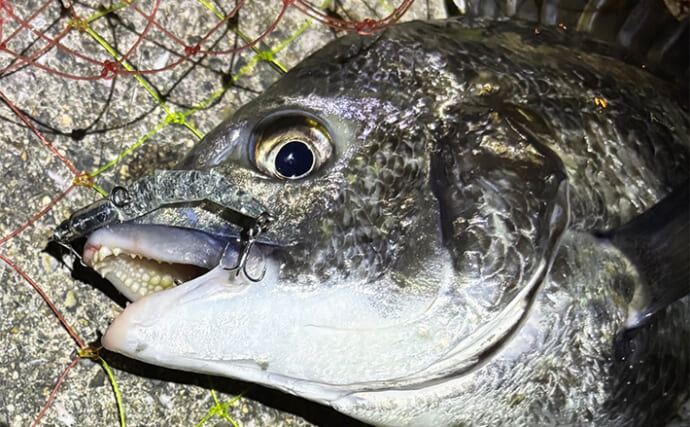 足元プラッギングゲームでチヌにキビレをキャッチ【大阪・泉大津】日没後にヒット集中