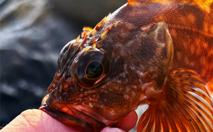 「日中と夜で釣り方が違う？」夏が盛期の堤防（波止）カサゴ釣り初級解説