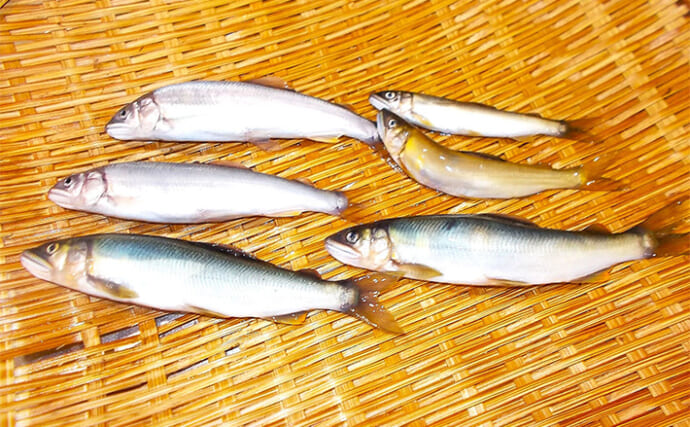 ボート釣り愛好家が「ルアーアユ釣りに初挑戦してみた！」デビュー戦でアユ4匹キャッチに成功【矢田川】