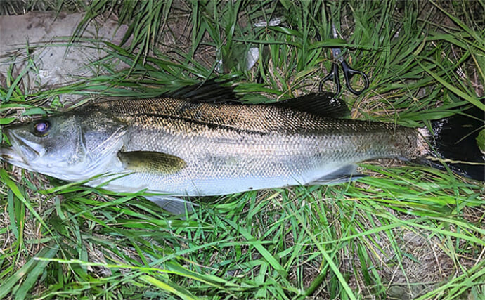 養老川のルアーフィッシングで73cmシーバスをキャッチ！【千葉】魚はスレ気味か