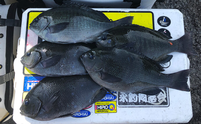 梅雨の波止フカセ釣りでグレ入れ食いを堪能【和歌山・中紀】エサ取りは大量の小サバと小アジ