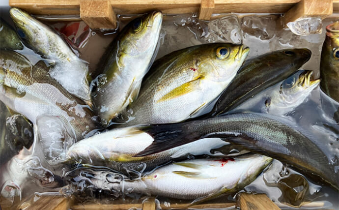 旬の「ムギイカ＆イサキのリレー釣り」で両本命2桁キャッチを達成！【新潟・こうゆう丸】