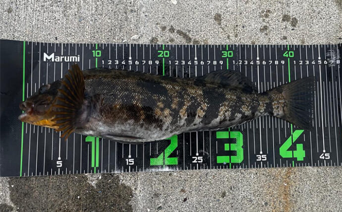 夕マヅメのロックゲームで44cm頭にアイナメ連発！【北海道・噴火湾】小エビ捕食パターンで攻略