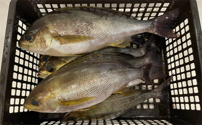 大山沖イサキ釣りで良型イサキ8匹をキャッチ【愛知・おざき丸】美味な白子に舌鼓