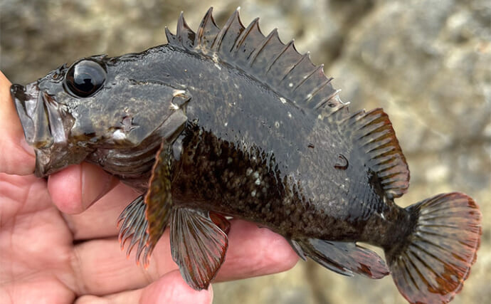 「磯遊び感覚で楽しめる！」釣友との浅場ムラソイゲームで本命＆ギンポをキャッチ