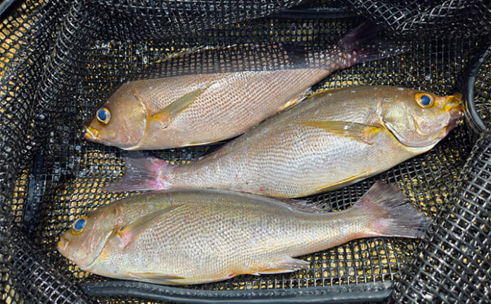 超一級磯でのフカセ釣りで尾長グレと良型イサキ好捕【西伊豆】大量のエサ取りに苦戦