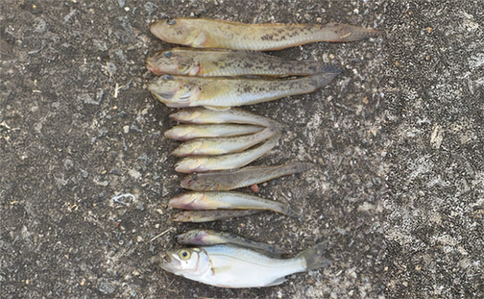 「夏ハゼが好スタート！」ミャク釣りで18cm級マハゼと対面成功【紀ノ川河口】