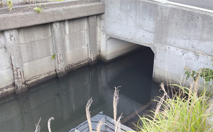 「市街地を流れる水路を覗いてみよう！」 実は生き物のパラダイスだった？