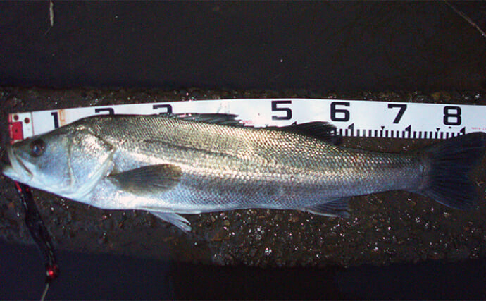 「初夏の稚鮎パターン」リバーシーバス攻略法【条件・使用ルアー・釣行タイミングを解説】