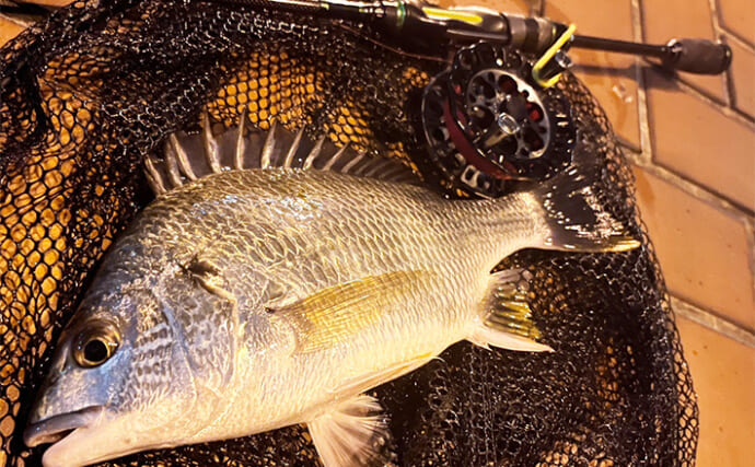 夜の大阪湾で35cmキビレとカサゴ手中！ アオイソメエサのヘチ（落とし込み）釣りにヒット