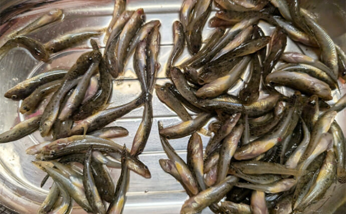 江戸川放水路のハゼ釣りが開幕！【千葉】ボート＆桟橋での釣りで夫婦合計100匹超え