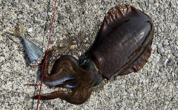 シーズン中盤戦のヤエン釣りで780gアオリイカ手中【三重】今年はアジの入手が困難