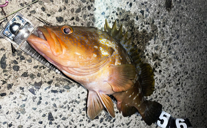 「釣る気と釣果は反比例？」 気負いを捨てたら大型キジハタがヒット！【広島】