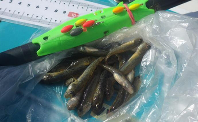 船橋港でのマハゼ釣りで23匹手中【千葉】アナジャコ採りは不発　