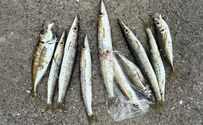 「潮止まりでまさかの爆釣？」外房ライトゲームでカマスとアジが連発！【千葉】