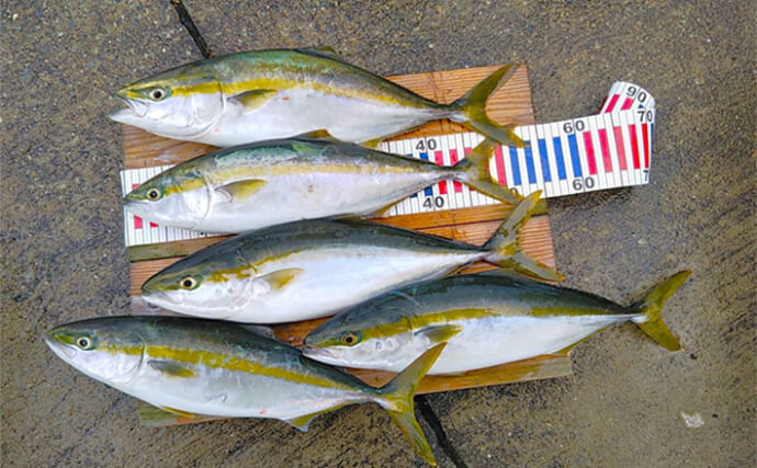 明石沖ライトジギング釣行で56cm頭にハマチ5匹をキャッチ【兵庫】カケアガリを狙い撃ち