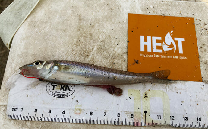 香良洲海岸の投げキス釣りで12cmキスをキャッチ【三重】ようやくシーズン開幕の兆し