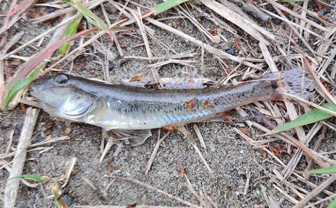 ゼロから始めるハゼ釣り解説　デビュー戦はセットになってる市販のウキ仕掛けがおすすめ