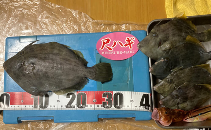 「尺カワハギをゲット！」40年ぶりの船カワハギ釣りで良型5尾手中に満足【みのすけ丸】