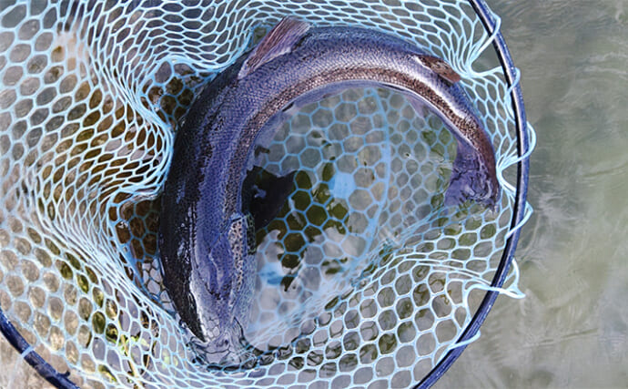 『フィッシングパーク高島の泉』でのエリアトラウト釣行でサクラマスにイトウが浮上【滋賀】