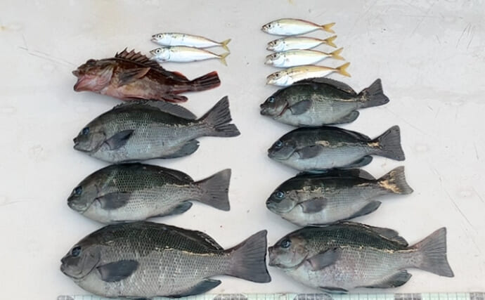 サビキ仕掛けにグレが連発！【大阪・南港魚つり園】想定外の多彩釣果に満足