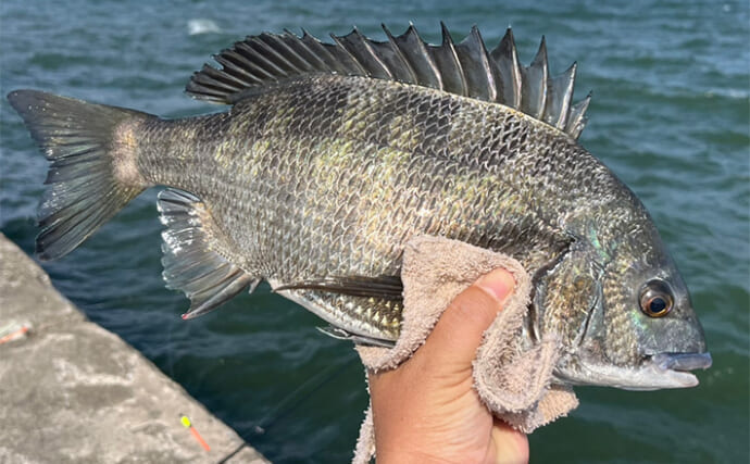 波止での紀州（ダンゴ）釣りでクロダイ2枚をキャッチ【三重・鈴鹿】フグ猛攻の合間にヒット