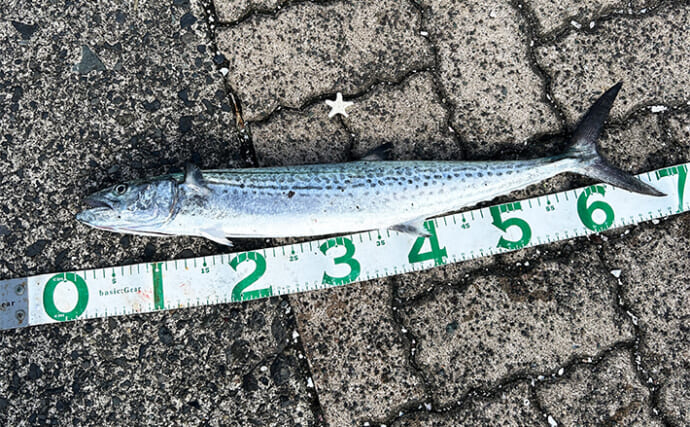 敦賀新港ショアジギングで62cmサワラをキャッチ【福井】良型サバも回遊中