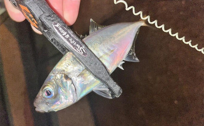 神戸空港のナイトアジングで20cm良型アジをキャッチ【兵庫】激流の潮に苦戦