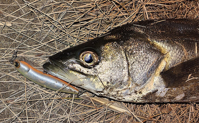 「沈むルアーでシーバスをどう釣る？」シンキングペンシルとシンキングミノーの使い方を独自解説