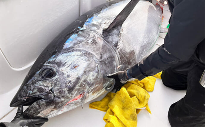 7月4日（金）からクロマグロの遊漁が禁止に！ 3日で上限超える6.5トンに到達