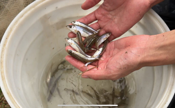 静かに甚大なダメージをもたらす「国内外来魚」　琵琶湖産稚鮎の放流が問題なワケとは？