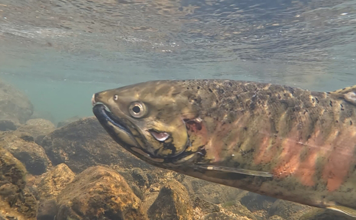 実は新種？」琵琶湖にしかいない幻の魚【ビワマス】はサクラマスの仲間