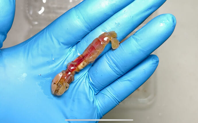 釣りエサとしても重宝される干潟の「ボケ」を食べてみた　泥臭さが難点か