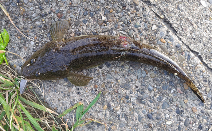 養老川のルアーマゴチ釣りで本命3匹【千葉】ワームとバイブレーションにヒット