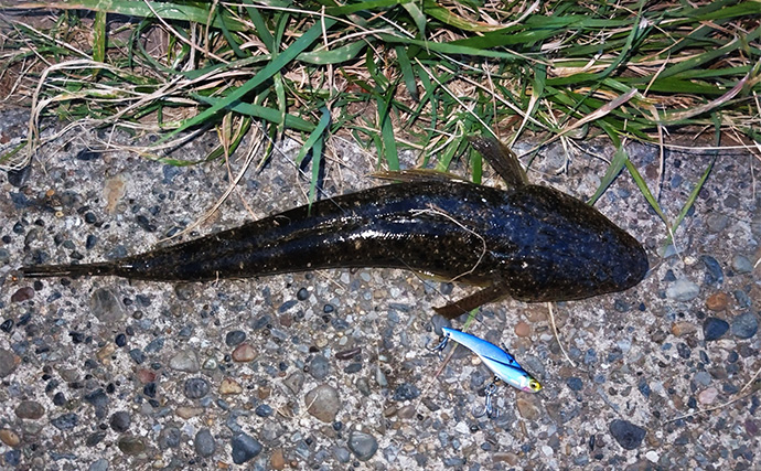 養老川のルアーマゴチ釣りで本命3匹【千葉】ワームとバイブレーションにヒット