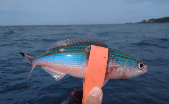 関東で獲れる『グルクン』は沖縄のものとは異なる？ 食べてみたら脂乗りは抜群！