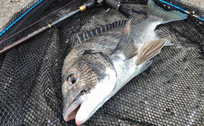 朝マヅメの短時間チニング釣行で42cmチヌをキャッチ！ 「フリリグ」にヒット