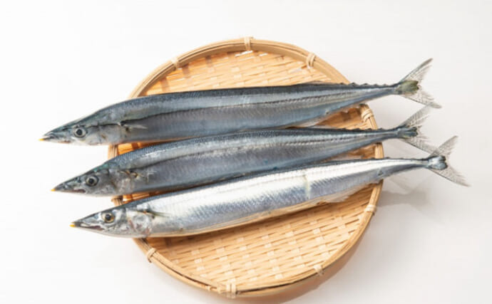 『サンマ』を水族館であまり見ないワケ　胃がないからエサやりが難しい？