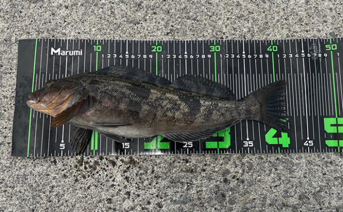 札幌近郊の短時間ロックフィッシュゲーム釣行で40cm超えアイナメをキャッチ！【北海道】